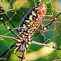人面蜘蛛(Nephila pilipes)