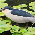 夜鷺(Nycticorax nycticorax)