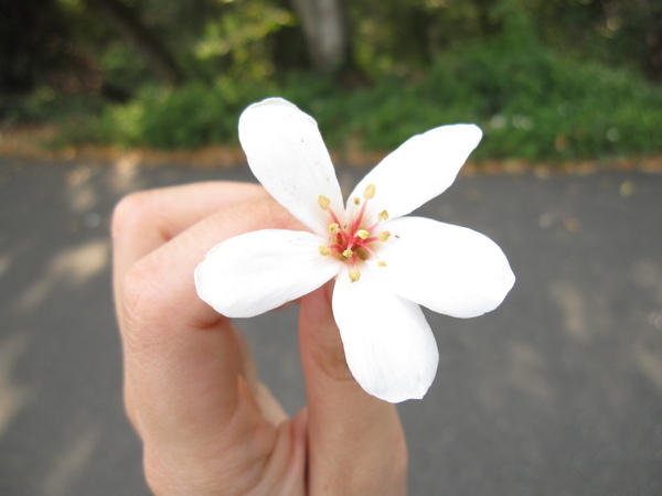 美麗油桐花