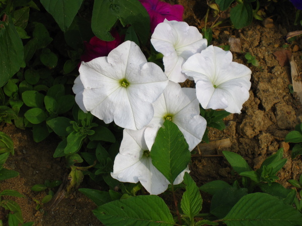 乾淨的大白花