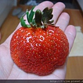 TK-草莓-2.jpg