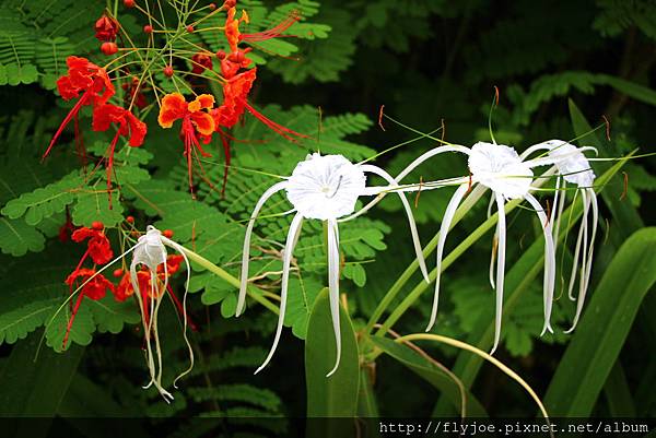 2015.08.18 230.jpg 2015.08.18 230.jpg