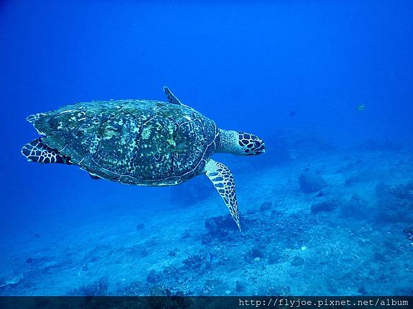 2015.11.12 120.JPG 2015.11.12 120.JPG