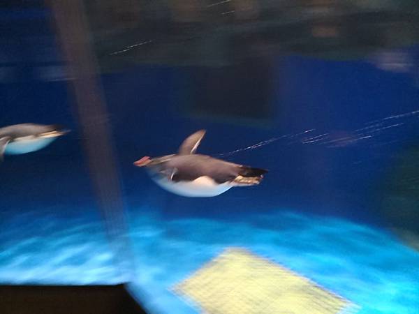 IMG_20180417_192126.jpg IMG_20180417_192126.jpg