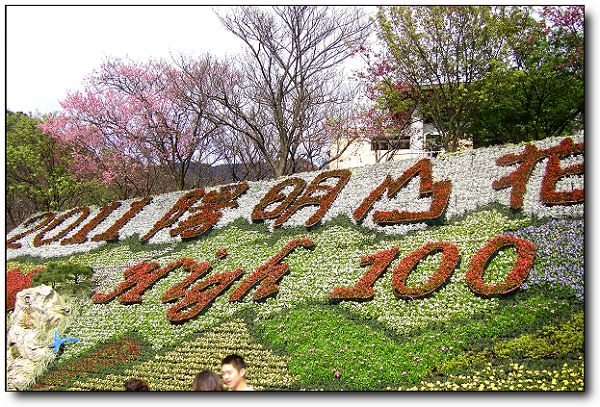 2011陽明山花季(1).jpg 2011陽明山花季(1).jpg