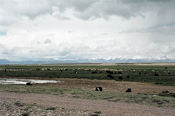 納木措外的牧場(黑點是氂牛，白點是綿羊).jpg