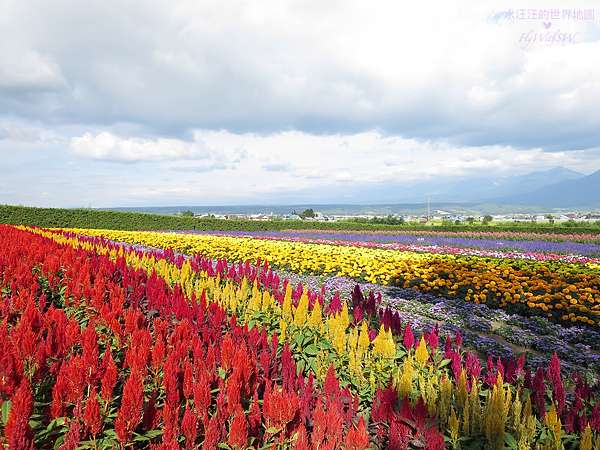 北海道 夏季富良野美瑛 色彩繽紛的花田 Popura Farm哈密瓜冰淇淋 水汪汪的世界地圖 Flywithsw 痞客邦