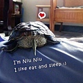 Niu & me