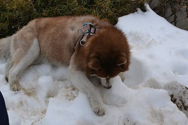 mo mo 舒適地趟在雪地上