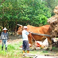 黃牛與牛車