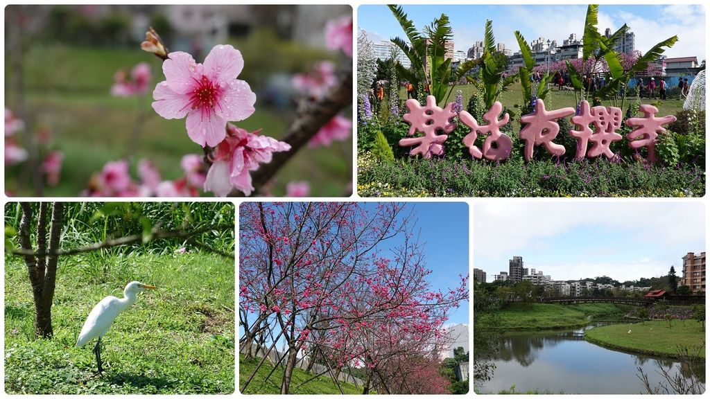 捷運東湖站 東湖櫻花林 春遊賞花好去處 櫻花步道任你走