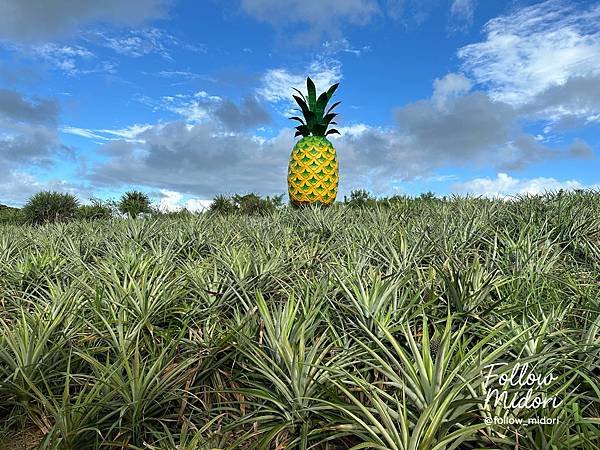 【沖繩景點】名護鳳梨園：親子景點熱帶果園，搭乘自動車探索鳳梨
