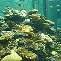 石珊瑚.JPG