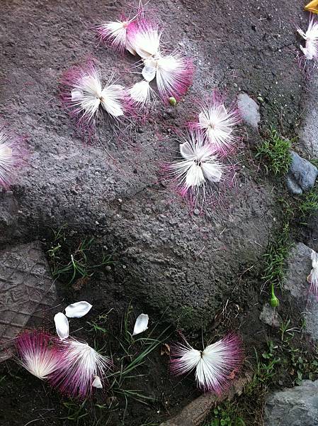 一地的棋盤腳花