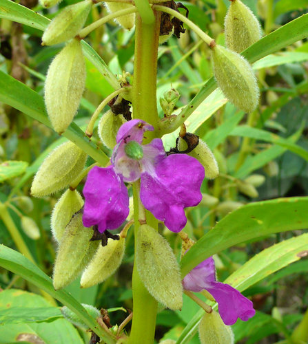 鳳仙花 指甲花 河畔小築 痞客邦 鳳仙花 指甲花 河畔小築 痞客邦