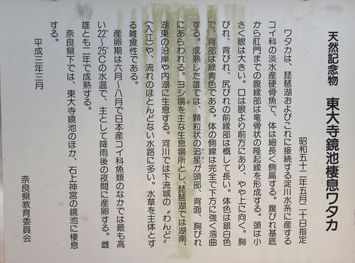 東大寺鏡池 河畔小築 痞客邦