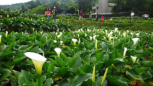 海芋 河畔小築 痞客邦