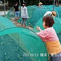 102/10/13 種菜、蕃茄(阿蓮田園)