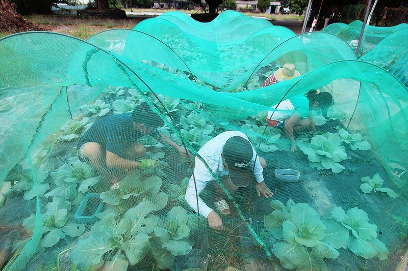 102/11/10阿蓮田園 蔬菜區