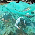 102/11/10阿蓮田園 蔬菜區