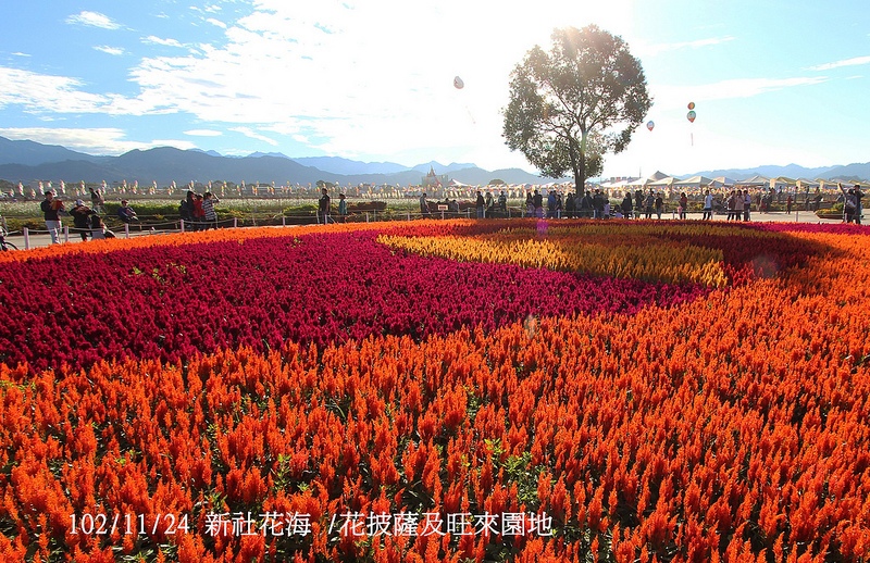 102/11/24 新社花海 /花披薩及旺來園地