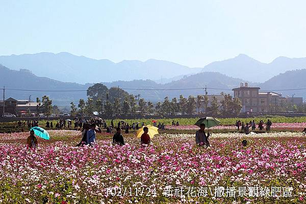 102/11/24 新社花海\撒播景觀綠肥區