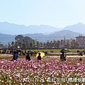 102/11/24 新社花海\撒播景觀綠肥區