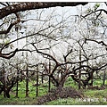 103/1/5~7 烏松崙賞梅區 /景觀步道 