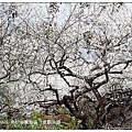 103/1/5~7 烏松崙賞梅區 /景觀步道