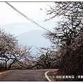 103/1/5~7 烏松崙賞梅區 /景觀步道