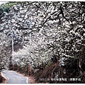 103/1/5~7 烏松崙賞梅區 /景觀步道