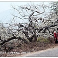 103/1/5~7 烏松崙賞梅區 /景觀步道