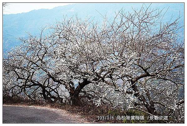 103/1/5~7 烏松崙賞梅區 /景觀步道 