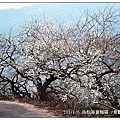 103/1/5~7 烏松崙賞梅區 /景觀步道