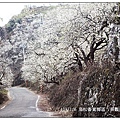 103/1/5~7 烏松崙賞梅區 /景觀步道
