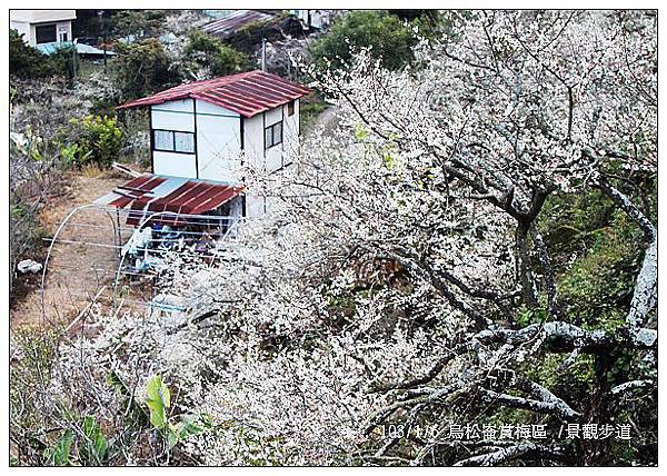 103/1/5~7 烏松崙賞梅區 /景觀步道 