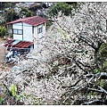 103/1/5~7 烏松崙賞梅區 /景觀步道