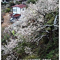 103/1/5~7 烏松崙賞梅區 /景觀步道