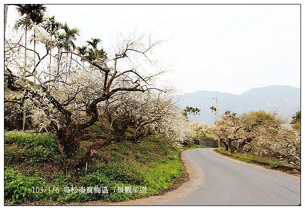 103/1/5~7 烏松崙賞梅區 /景觀步道 