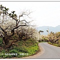 103/1/5~7 烏松崙賞梅區 /景觀步道