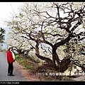 103/1/6 烏松崙賞梅區/ 陽昇梅園