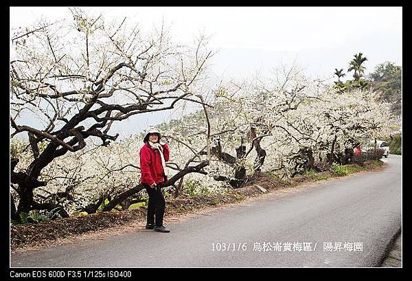 103/1/6 烏松崙賞梅區/ 陽昇梅園