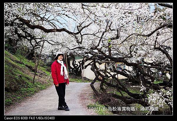 103/1/6 烏松崙賞梅區/ 陽昇梅園