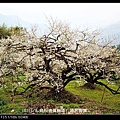 103/1/6 烏松崙賞梅區/ 陽昇梅園