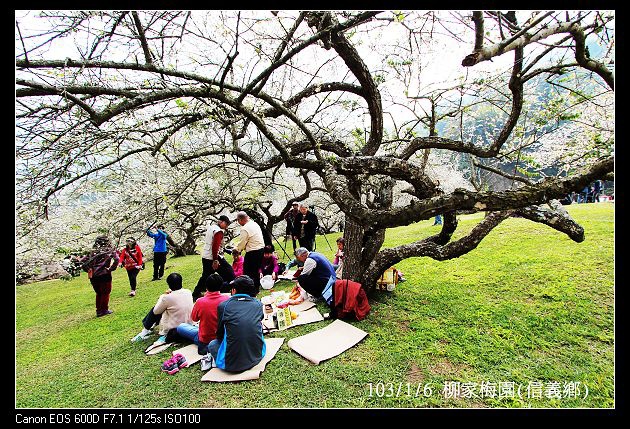 103/1/6 柳家梅園(信義鄉)