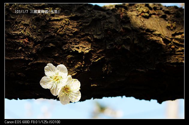 103/1/7 三廍賞梅區(水里)