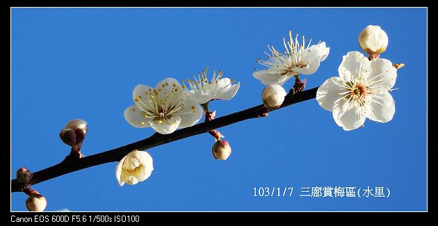 103/1/7 三廍賞梅區(水里)