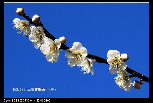 103/1/7 三廍賞梅區(水里)