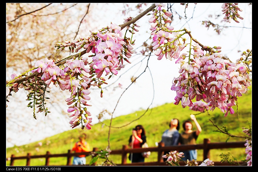 çƒå±±é ­æ°´åº«å—æ´‹æ«»èŠ±å­£ æ²³ç•