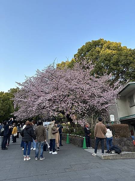 ＊日本東京＊2023/3/7-8 上野/迪士尼樂園